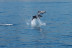Avistamiento de Delfines y Vistas a la Costa del Sol (Benalmádena, Málaga)