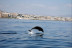 Avistamiento de Delfines y Vistas a la Costa del Sol (Benalmádena, Málaga)