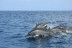 Paseo en Barco en Exclusiva con Avistamiento de Delfines para dos (La Línea de la Concepción, Cádiz)