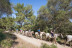 Excursión a Caballo y Brunch o Comida (Mallorca)