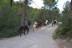 Excursión a Caballo y Brunch o Comida (Mallorca)
