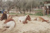Paseo en Poni y Visita a la Granja en Familia (Castellar del Vallès, Barcelona)