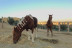 Paseo en Poni y Visita a la Granja en Familia (Castellar del Vallès, Barcelona)