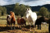 Paseo en Poni y Visita a la Granja en Familia (Castellar del Vallès, Barcelona)