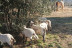 Paseo en Poni y Visita a la Granja en Familia (Castellar del Vallès, Barcelona)