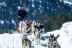 OFERTA Mushing: 2 Km en Paseo en Trineo tirado por Perros y Seguro (Andorra)