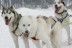 OFERTA Mushing: 2 Km en Paseo en Trineo tirado por Perros y Seguro (Andorra)