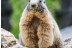 OFERTA: Entrada al Parque de Animales en Naturlandia (Andorra)
