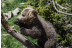 OFERTA: Entrada al Parque de Animales en Naturlandia (Andorra)