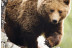 OFERTA: Entrada al Parque de Animales en Naturlandia (Andorra)