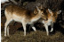 OFERTA: Entrada al Parque de Animales en Naturlandia (Andorra)