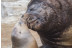 Pasaporte Animalia: Encuentro con Delfines y Leones Marinos en el Oceanogràfic - No incluye Entrada (Valencia)