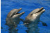 Pasaporte Animalia: Encuentro con Delfines y Leones Marinos en el Oceanogràfic - No incluye Entrada (Valencia)