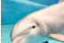 Pasaporte Animalia: Encuentro con Delfines y Leones Marinos en el Oceanogràfic - No incluye Entrada (Valencia)