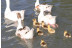 Paseo en Barco con Ruta Guiada y Spa para dos en Casa Rural & Spa La Graja (Madrid)