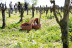 Picnic Gourmet y Cata de Vinos Entre Viñedos para dos en Clos de Basella (Siurana, Girona)
