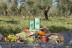 Cata Pícnic Tradición: Cata de AOVE y Vinos con Pícnic en los Jardines de Molino del Arco para dos (Ronda, Málaga)