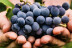 Escapada en Posadas de Granadilla y Visita Guiada a Bodegas Viña Placentina con Cata de 2 Vinos y Tapas para dos (Cáceres)