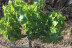 Escapada en Posadas de Granadilla y Visita Guiada a Bodegas Viña Placentina con Cata de 2 Vinos y Tapas para dos (Cáceres)