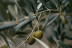 Pack Óleo: Visita a la Almazara y Degustación de Aceites (Madrid)