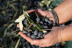 Pack Óleo: Visita a la Almazara y Degustación de Aceites (Madrid)