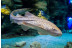 Entradas al Acuario Poema del Mar (Las Palmas de Gran Canaria)