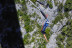 Puenting (Madrid)