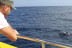 Navegación para ver la Puesta de Sol con Avistamiento de Delfines (Lanzarote)
