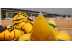 Banana Boat (Alicante)
