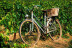 Ruta en Bicicleta y Visita Completa a Bodega con Degustación y Cata de Vinos en Bodega Miquel J. Jané (Barcelona)