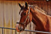 Ruta a Caballo (Badajoz)