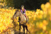 Ruta a Caballo y Visita Completa a Bodega con Degustación y Cata de Vinos en Bodega Miquel J. Jané (Barcelona)