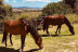 Ruta a Caballo y Visita a la Granja (Castellar del Vallès, Barcelona)