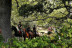 Ruta a Caballo por Sierra Oeste (Robledo de Chavela, Madrid)