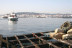 Ruta entre Bateas: Visita a los Cultivos de Mejillón en la Ría de Arousa (Pontevedra)