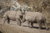 Visita a Safari Serengueti en Selwo Aventura (Málaga)