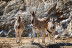 Visita a Safari Serengueti en Selwo Aventura (Málaga)