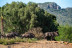 Entrada a Safari Mallorca: Visita en Tren (Sant Llorenç des Cardassar, Mallorca)