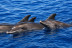 Dolphin & Swim: Salida en Barco con Avistamiento de Cetáceos y Baño (Puerto Rico, Las Palmas)
