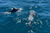 Salida en Barco con Avistamiento de Delfines (Manilva, Málaga)