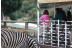 OFERTA: Visita al Safari Serengueti y Entrada a Selwo Aventura (Málaga)