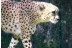 OFERTA: Visita al Safari Serengueti y Entrada a Selwo Aventura (Málaga)