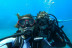 Discover Scuba Diving: Bautismo de Buceo (Tenerife)