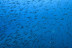 Discover Scuba Diving: Bautismo de Buceo (Tenerife)