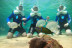 Sea Trek (Playa del Jablillo, Lanzarote)
