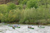 Descenso del Río Sella en Canoa (Arriondas, Asturias)