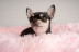 Sesión de Fotos para Mascotas en Pelopicofoto (Málaga)