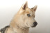 Sesión de Fotos para Mascotas en Pelopicofoto (Málaga)