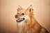 Sesión de Fotos para Mascotas en Pelopicofoto (Málaga)