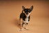 Sesión de Fotos para Mascotas en Pelopicofoto (Málaga)